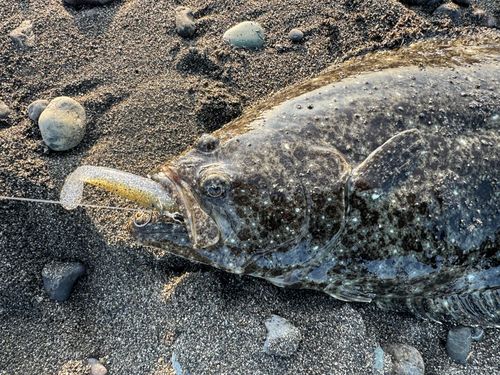 ヒラメの釣果