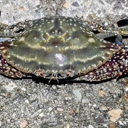 タイワンガザミ