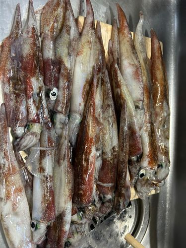 ヤリイカの釣果