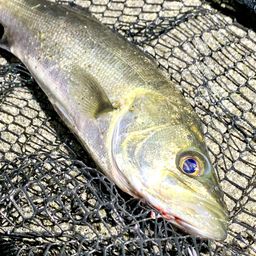 セイゴ（マルスズキ）