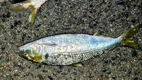 コノシロの釣果