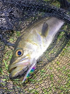 スズキの釣果
