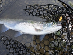 スチールヘッドの釣果