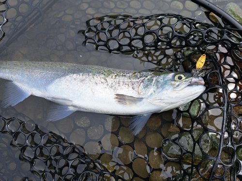 スチールヘッドの釣果