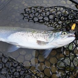 スチールヘッド