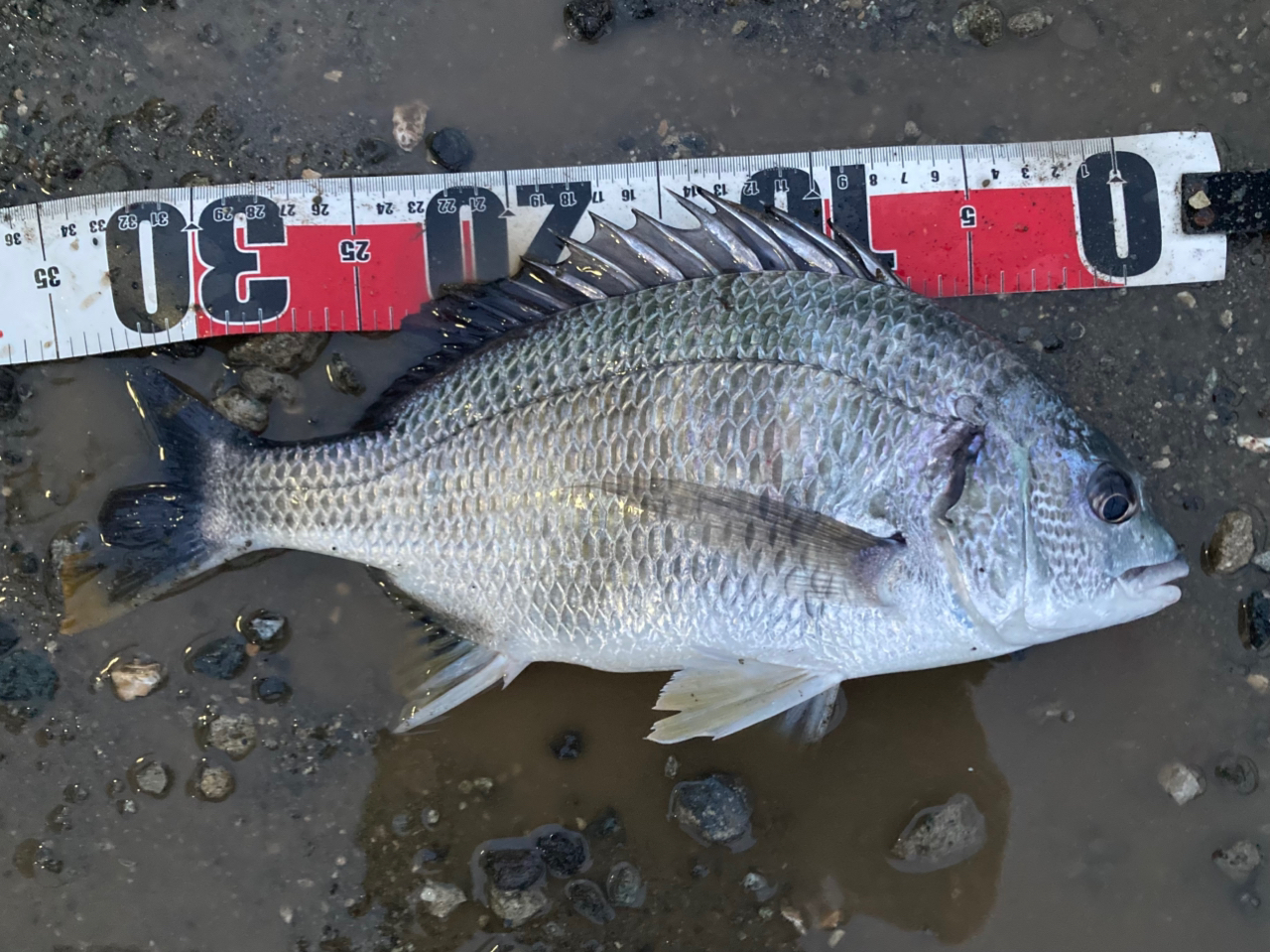 DAIWA 23レガリス LT2000S-XHの最安値・インプレ・釣果 | 本音の