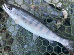 ヤマメの釣果