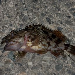 カサゴ