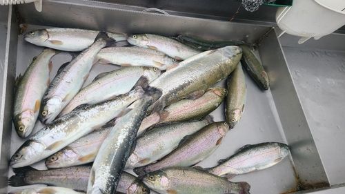 トラウトの釣果