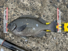 グレの釣果