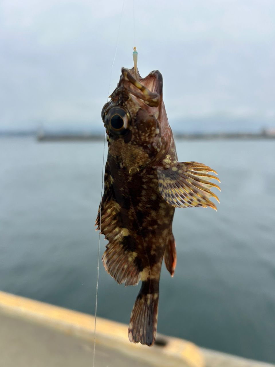カサゴ