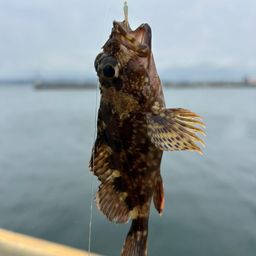 カサゴ