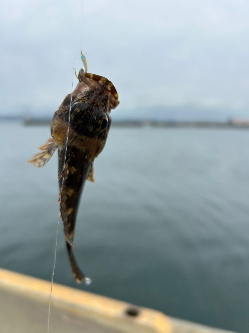 カサゴ