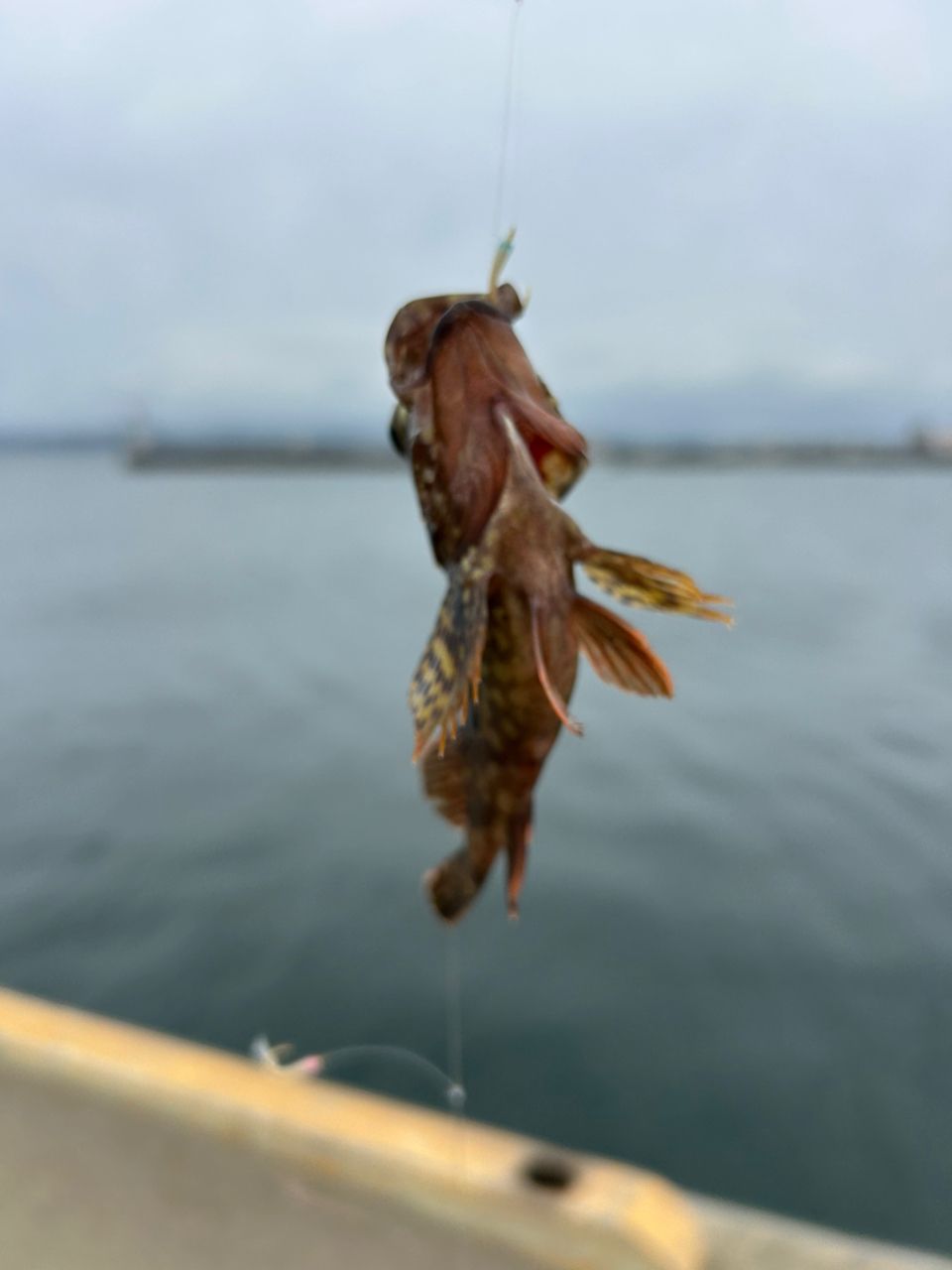 カサゴ