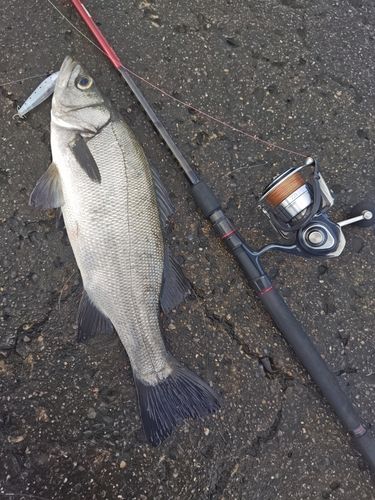 スズキの釣果