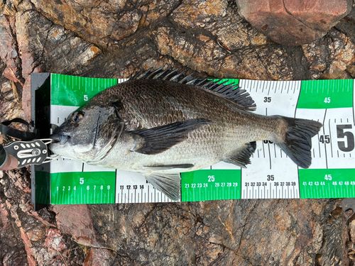 クロダイの釣果