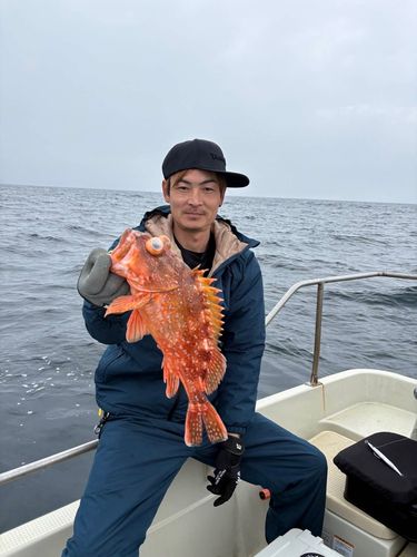 ヒラマサの釣果