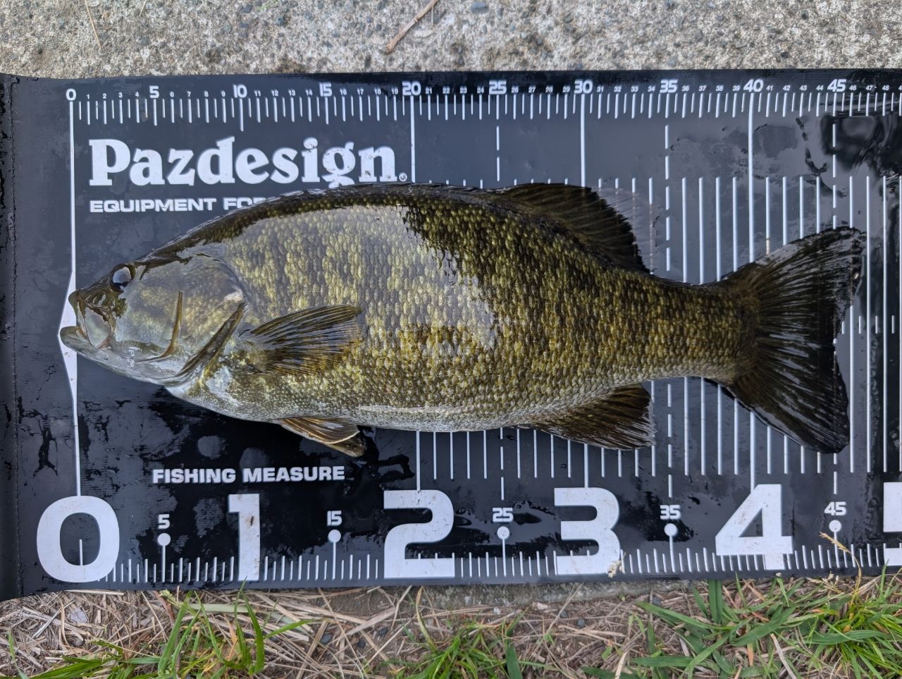 スモールマウスバス