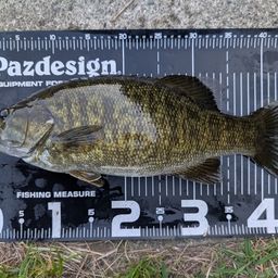 スモールマウスバス