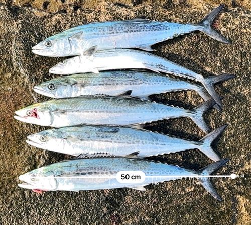 サゴシの釣果