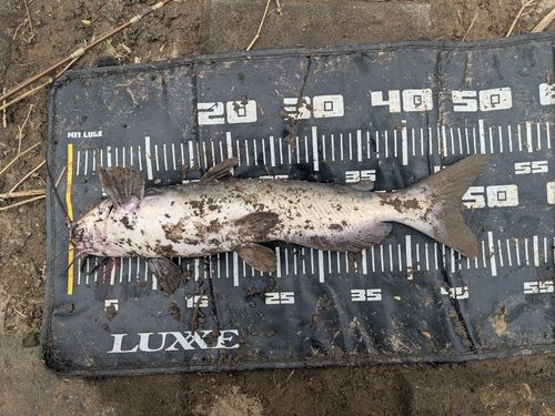 アメリカナマズの釣果