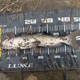 アメリカナマズ