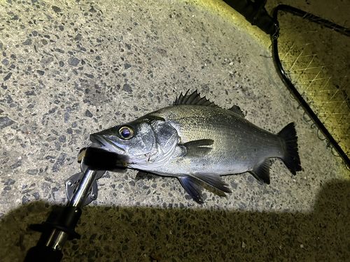 ヒラスズキの釣果