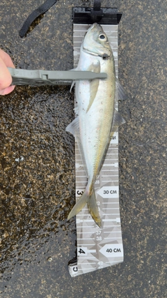 マアジの釣果