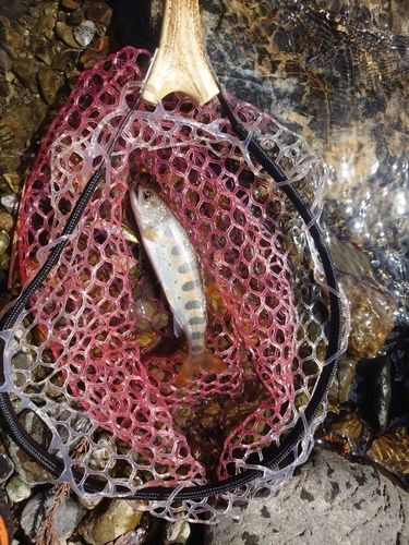 ヤマメの釣果