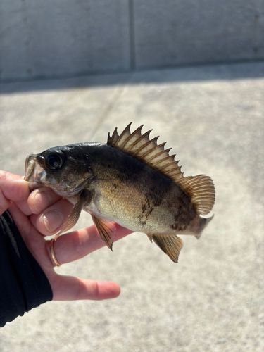 メバルの釣果