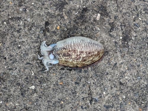 コウイカ