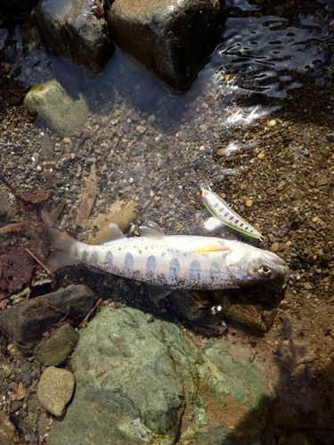 ヤマメの釣果