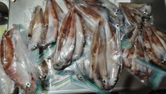 ヤリイカの釣果