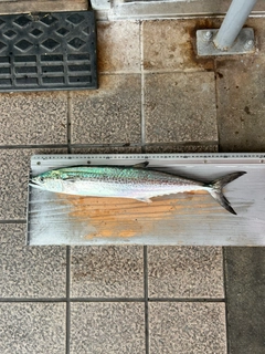 サゴシの釣果