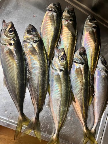 マアジの釣果
