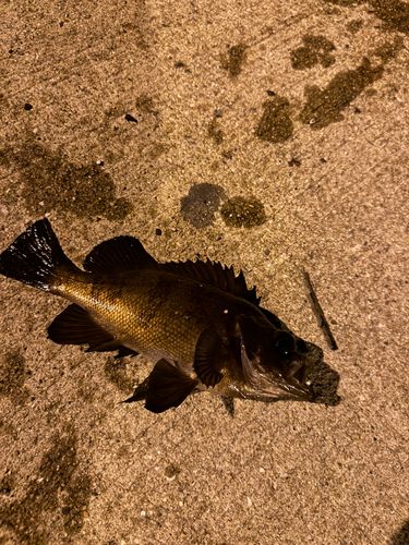 メバルの釣果