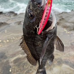 クロダイ