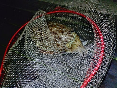 コウイカの釣果