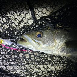 フッコ（マルスズキ）