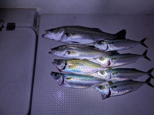 釣果