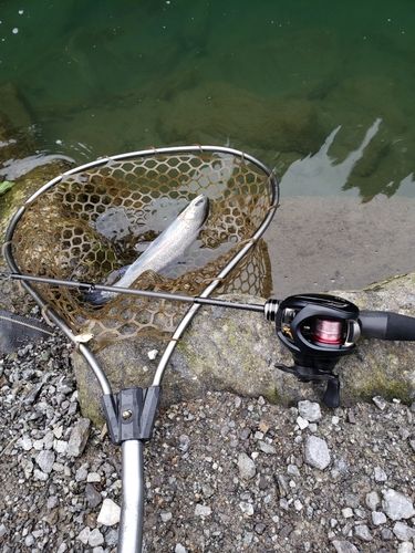 ニジマスの釣果