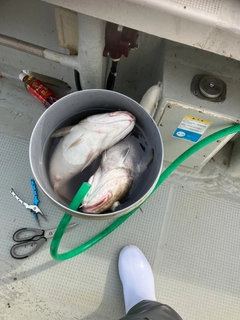 マダラの釣果