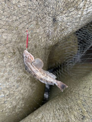 アイナメの釣果