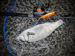 セイゴ（ヒラスズキ）の釣果