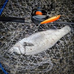 セイゴ（ヒラスズキ）