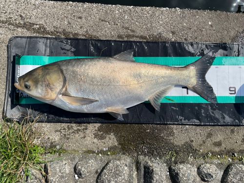 ハクレンの釣果