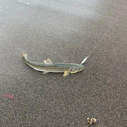 アメマス