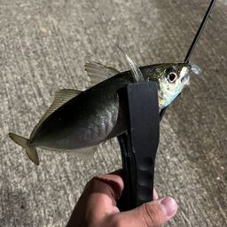 アジ