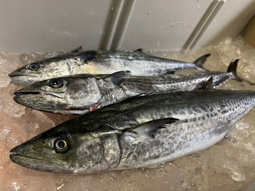 サワラの釣果