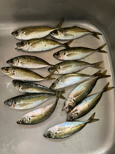 アジの釣果